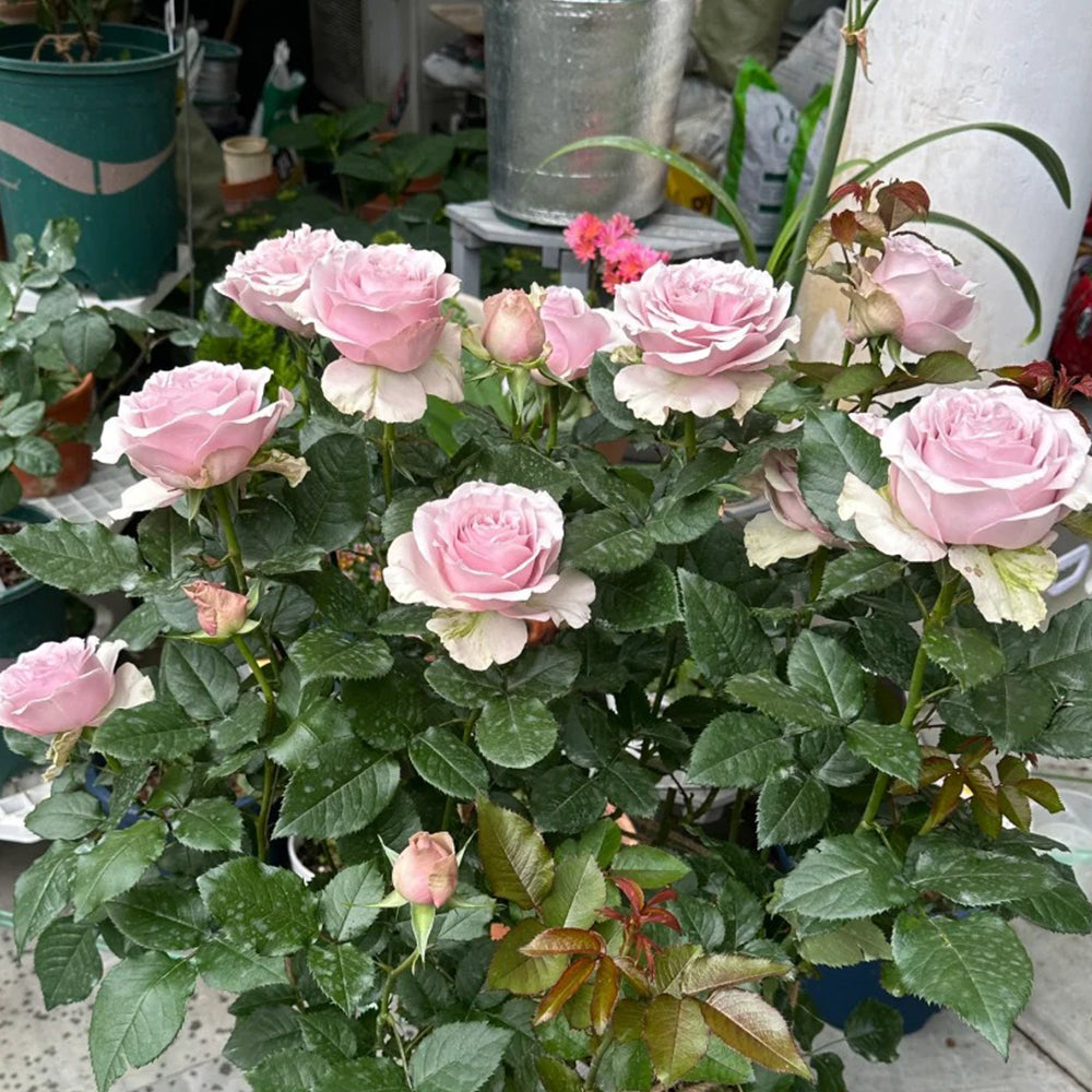 Corset Florist Shrub Rose