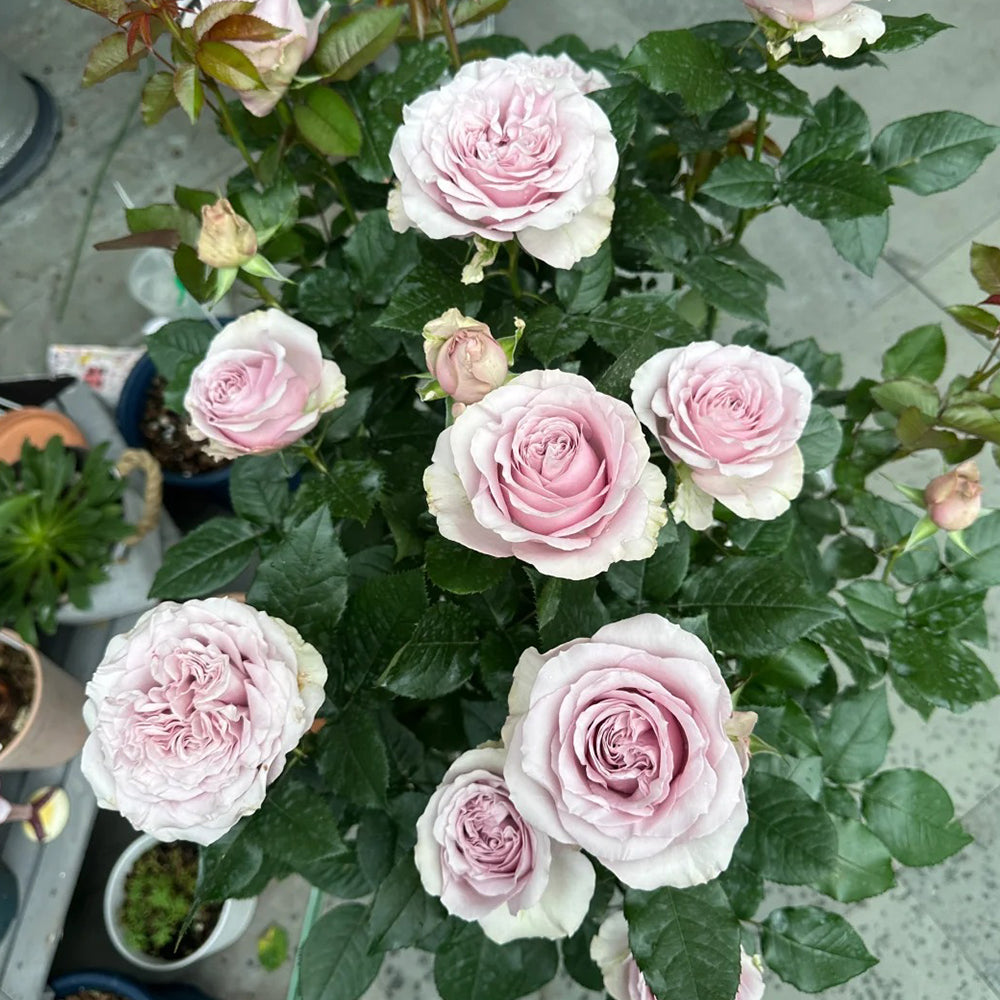 Corset Florist Shrub Rose