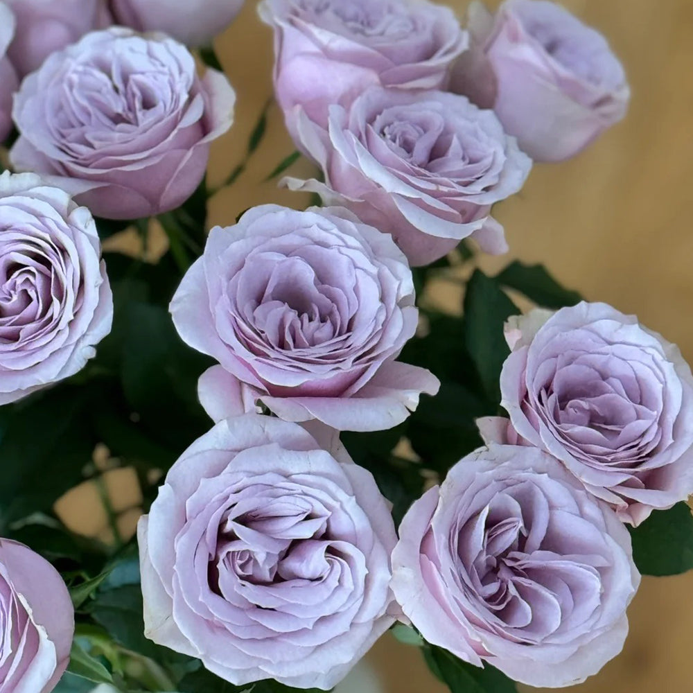 Corset Florist Shrub Rose