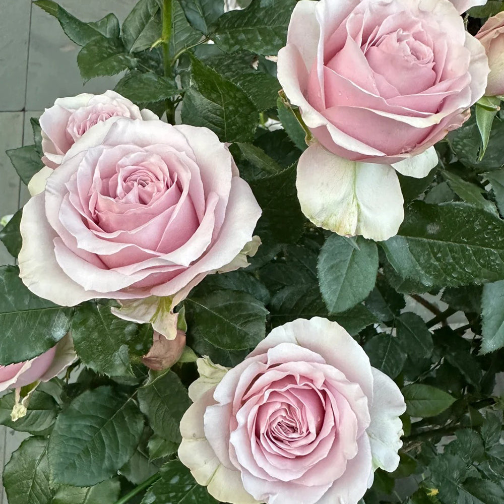 Corset Florist Shrub Rose