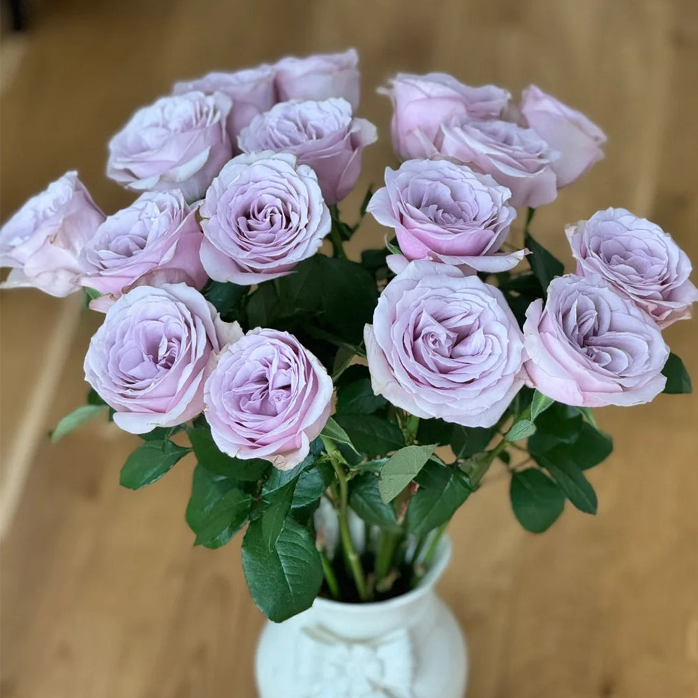 Corset Florist Shrub Rose