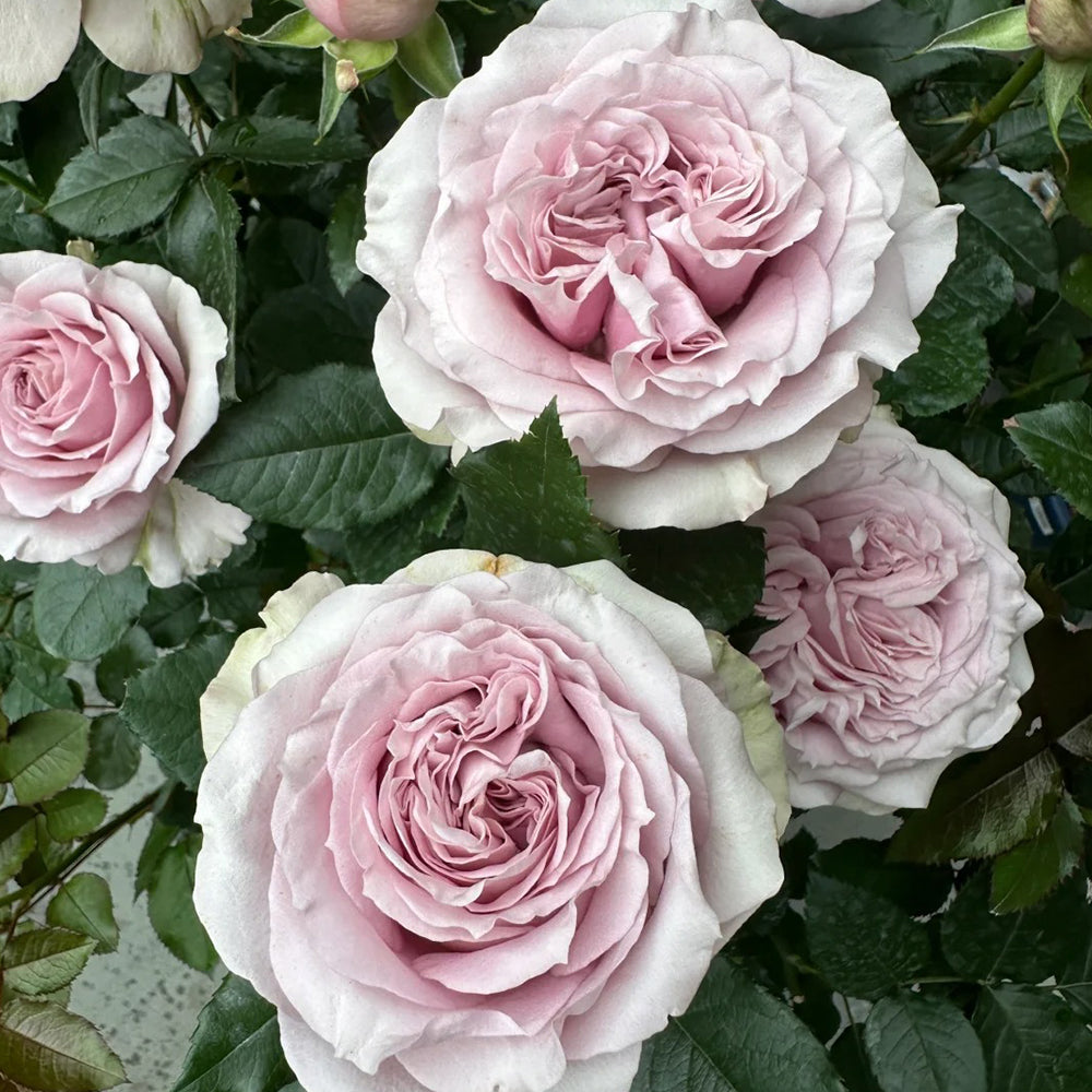 Corset Florist Shrub Rose