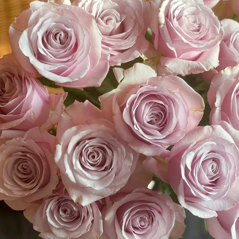 Corset Florist Shrub Rose