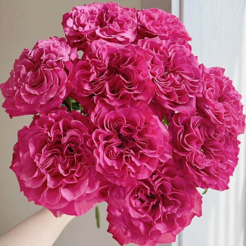 German Florist Shrub Rose Inspired by Country Blues