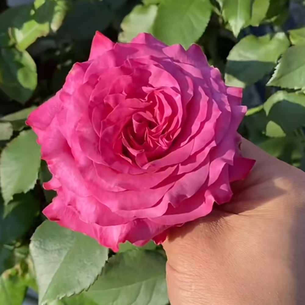 German Florist Shrub Rose Inspired by Country Blues