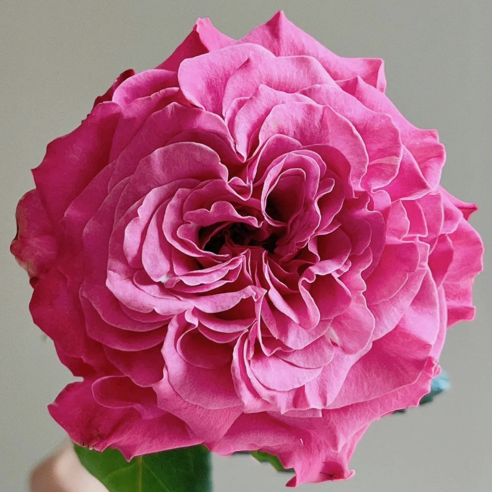 German Florist Shrub Rose Inspired by Country Blues