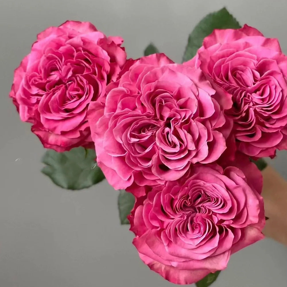 German Florist Shrub Rose Inspired by Country Blues