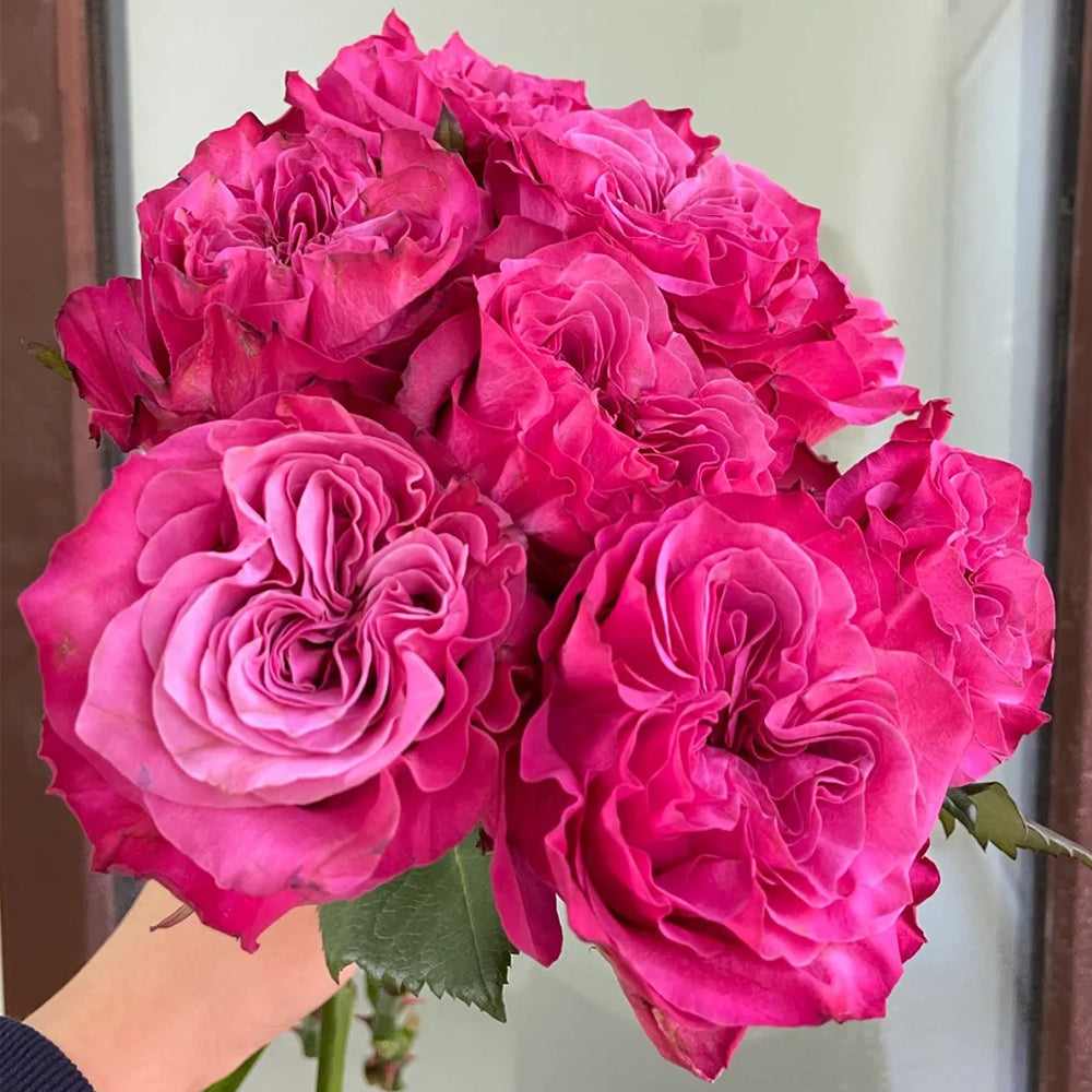 German Florist Shrub Rose Inspired by Country Blues