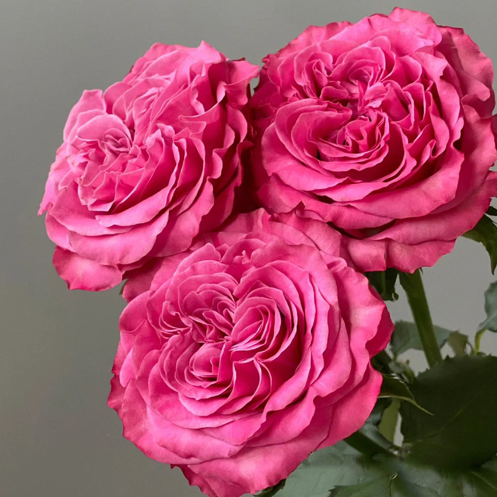 German Florist Shrub Rose Inspired by Country Blues