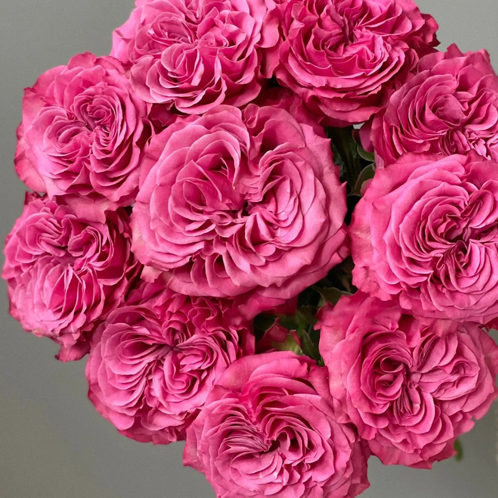 German Florist Shrub Rose Inspired by Country Blues