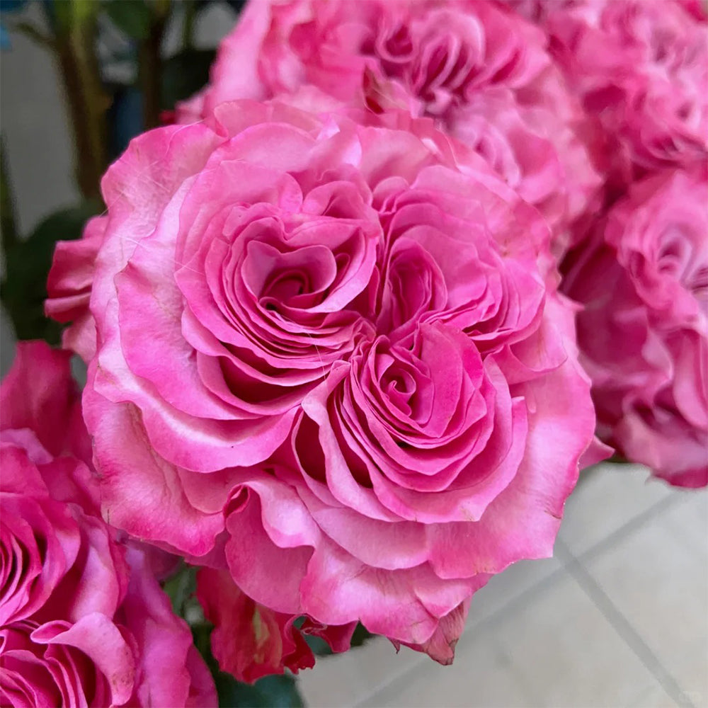 German Florist Shrub Rose Inspired by Country Blues