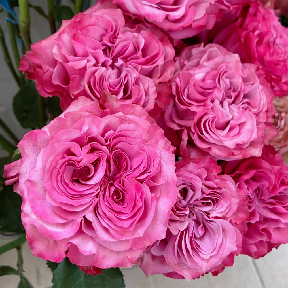 German Florist Shrub Rose Inspired by Country Blues