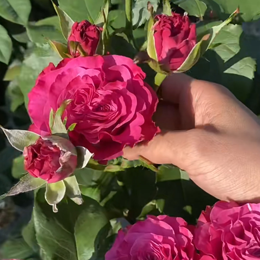 German Florist Shrub Rose Inspired by Country Blues