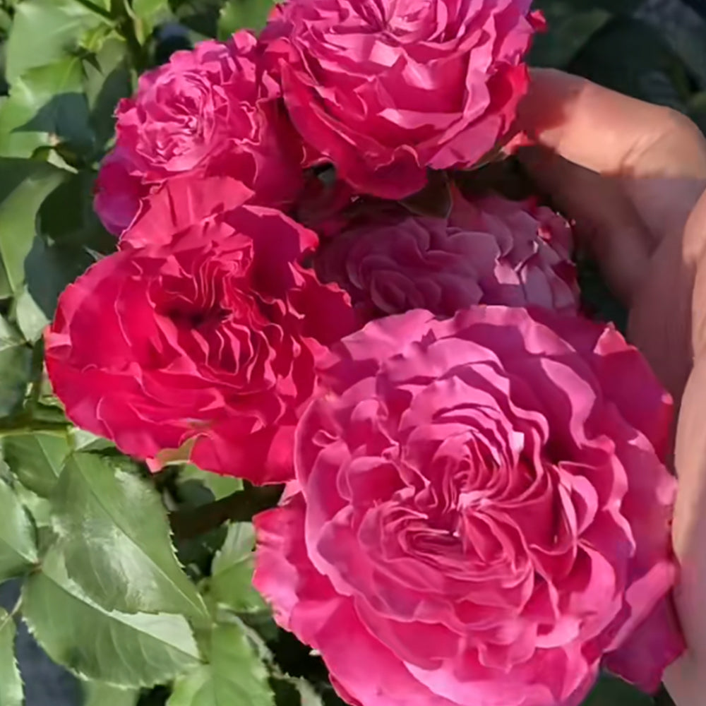 German Florist Shrub Rose Inspired by Country Blues