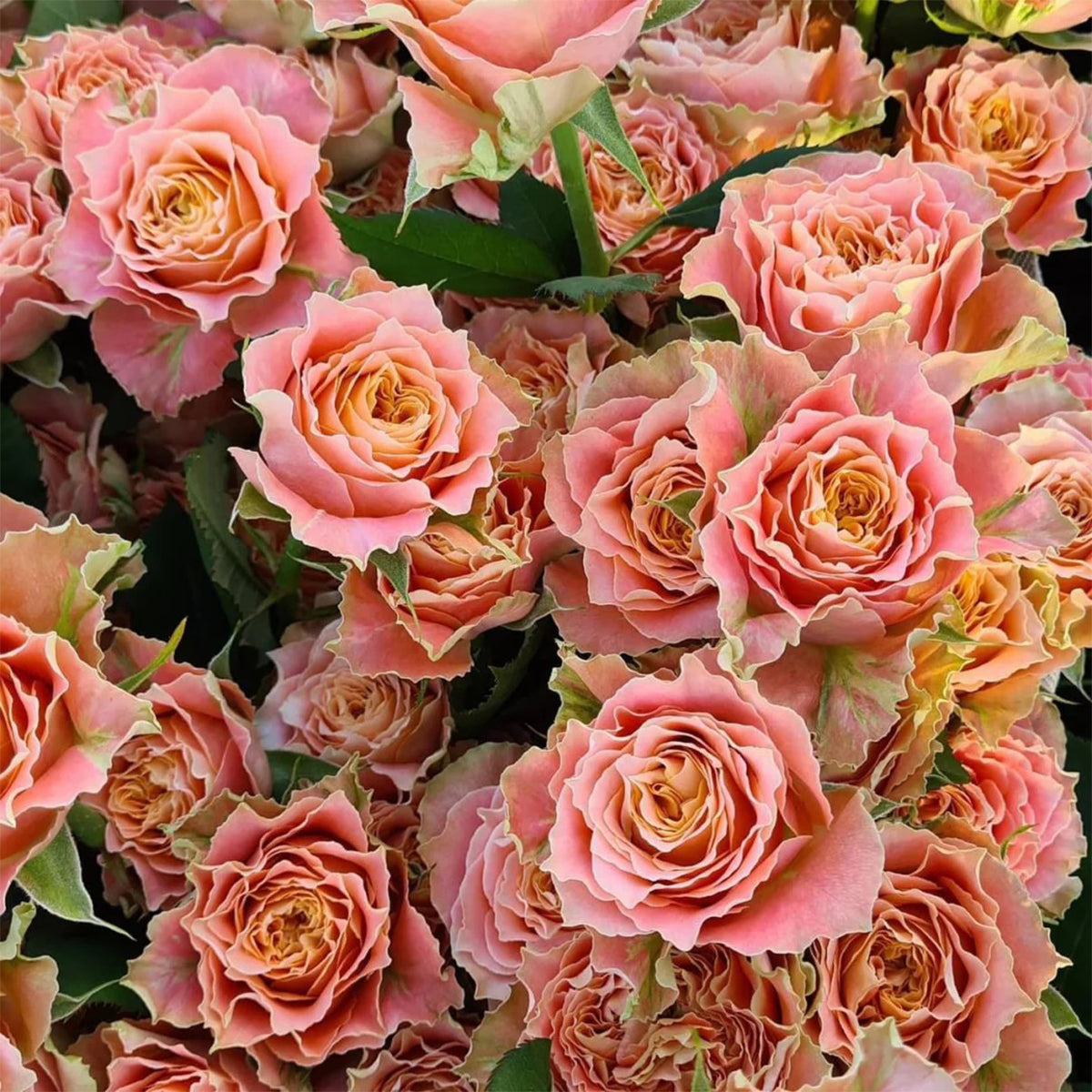 German Florist Shrub Rose Inspired by Country Spirit Louise