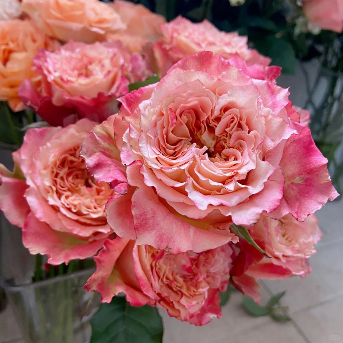 German Florist Shrub Rose Inspired by Country Spirit Louise