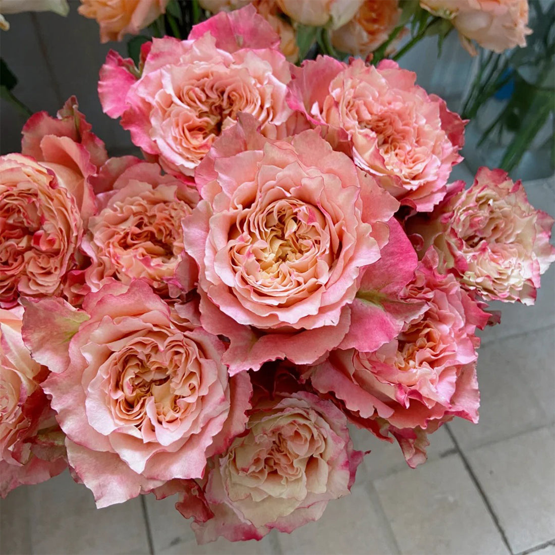 German Florist Shrub Rose Inspired by Country Spirit Louise