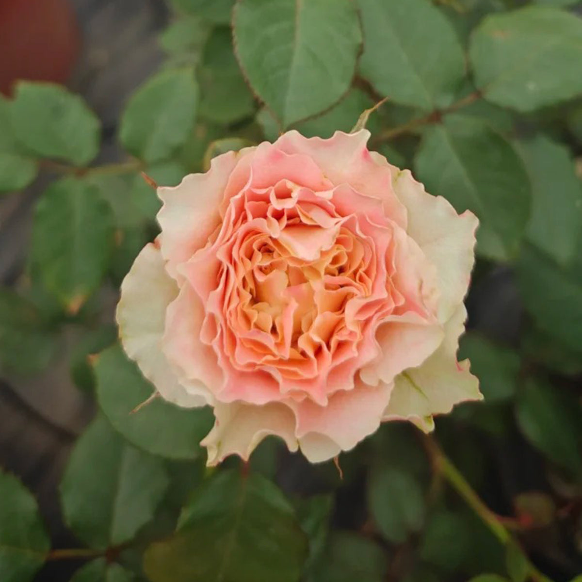 German Florist Shrub Rose Inspired by Country Spirit Louise