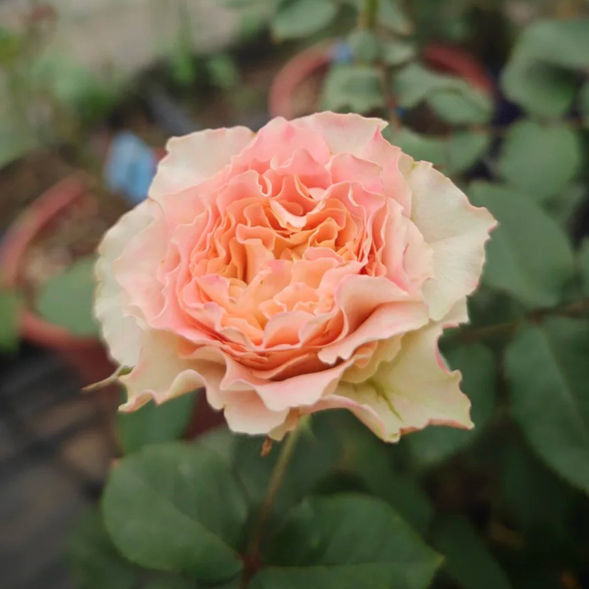 German Florist Shrub Rose Inspired by Country Spirit Louise