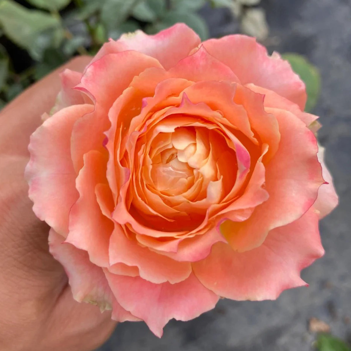German Florist Shrub Rose Inspired by Country Spirit Louise
