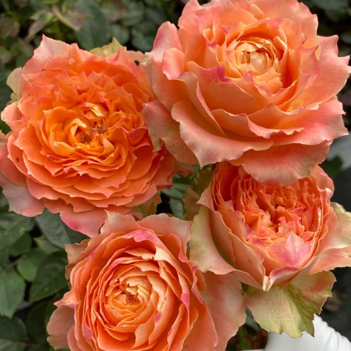 German Florist Shrub Rose Inspired by Country Spirit Louise