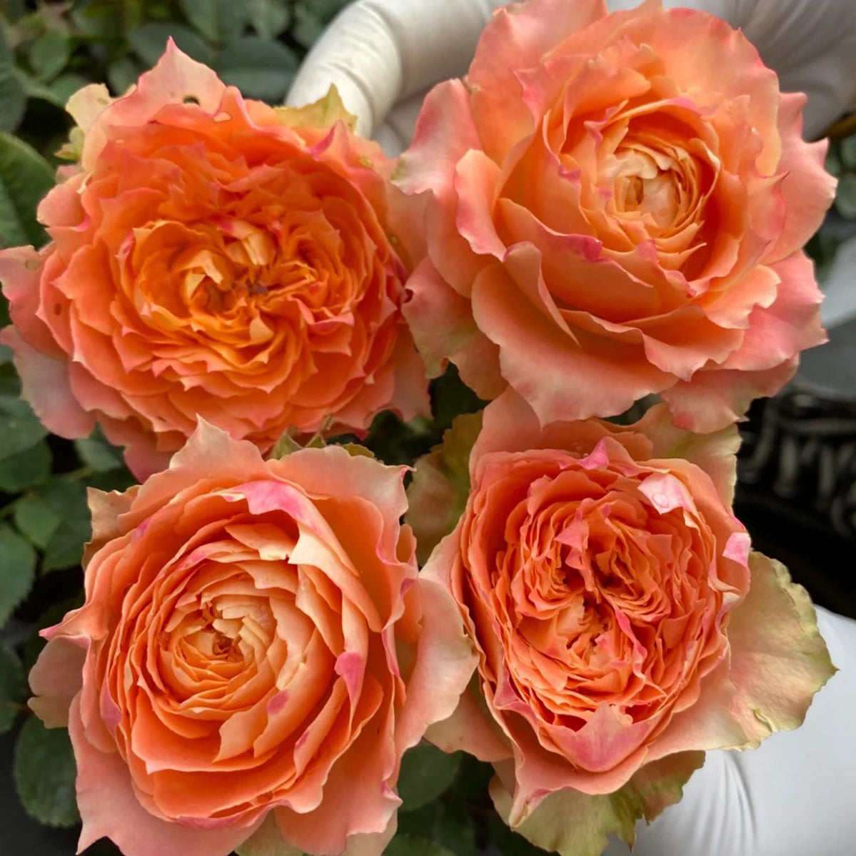 German Florist Shrub Rose Inspired by Country Spirit Louise