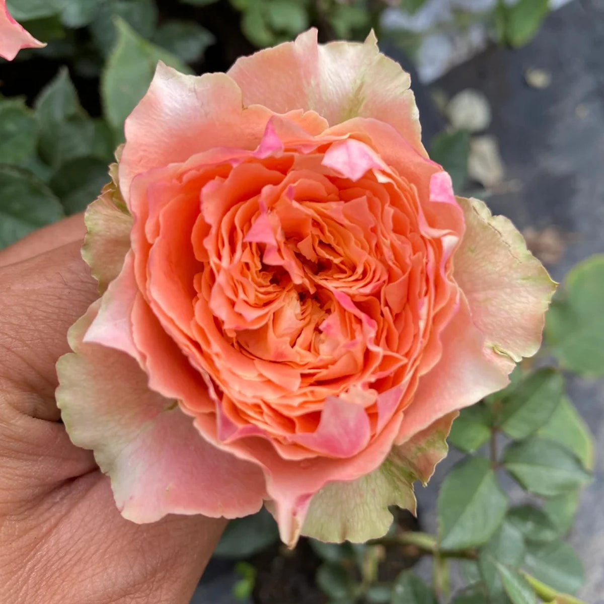 German Florist Shrub Rose Inspired by Country Spirit Louise