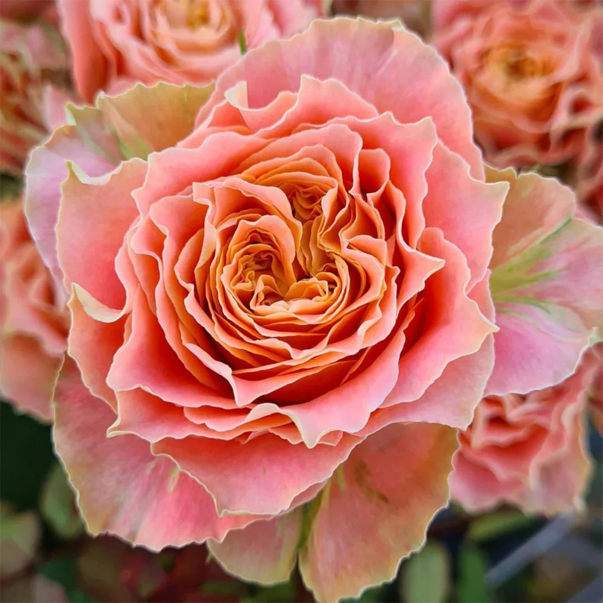 German Florist Shrub Rose Inspired by Country Spirit Louise