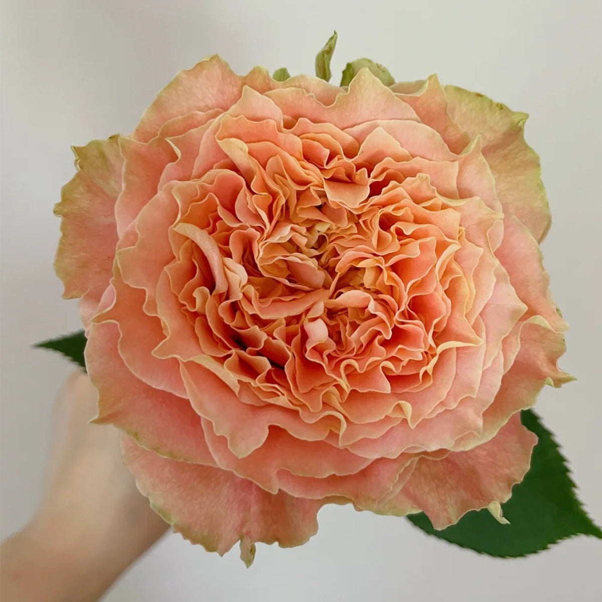 German Florist Shrub Rose Inspired by Country Spirit Louise