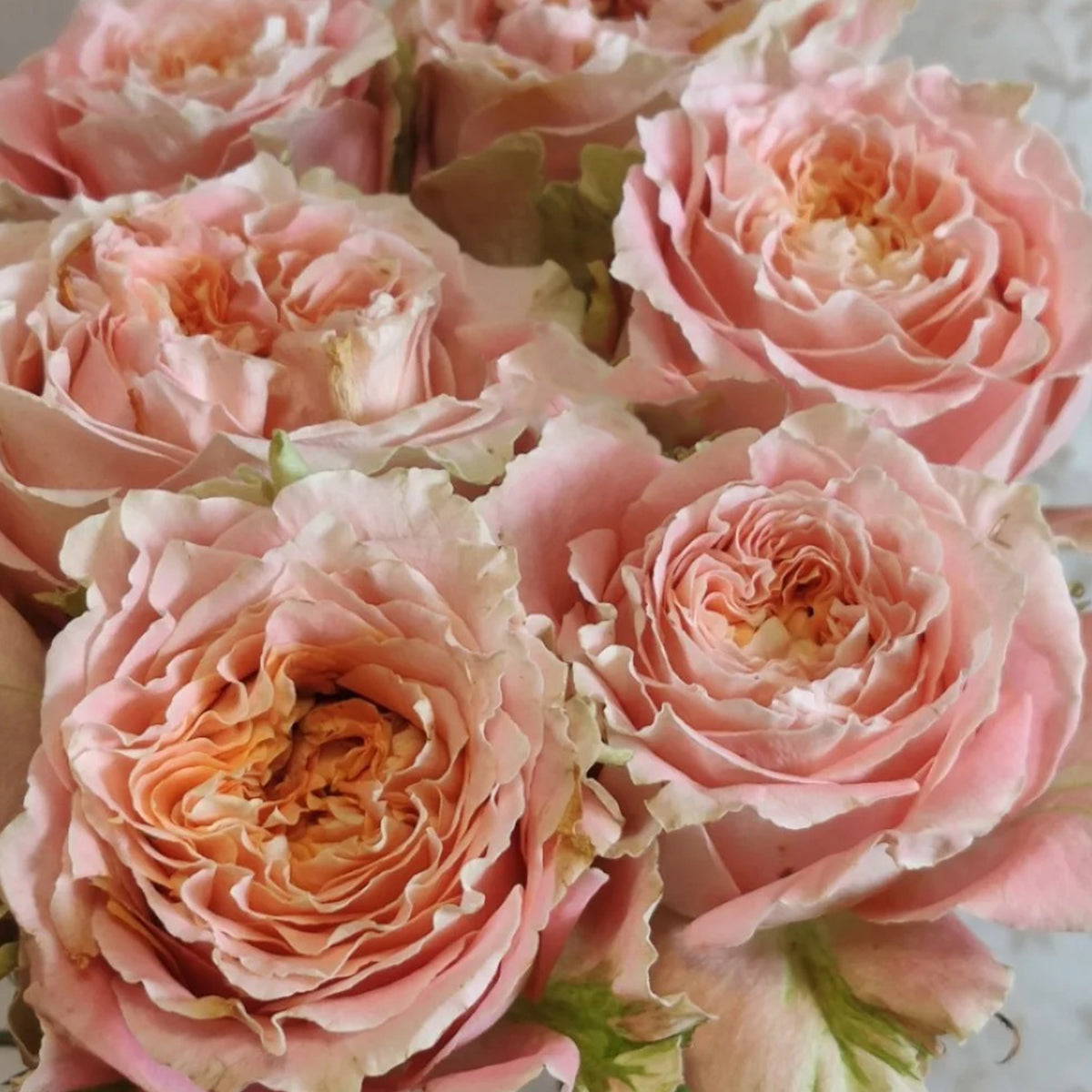 German Florist Shrub Rose Inspired by Country Spirit Louise