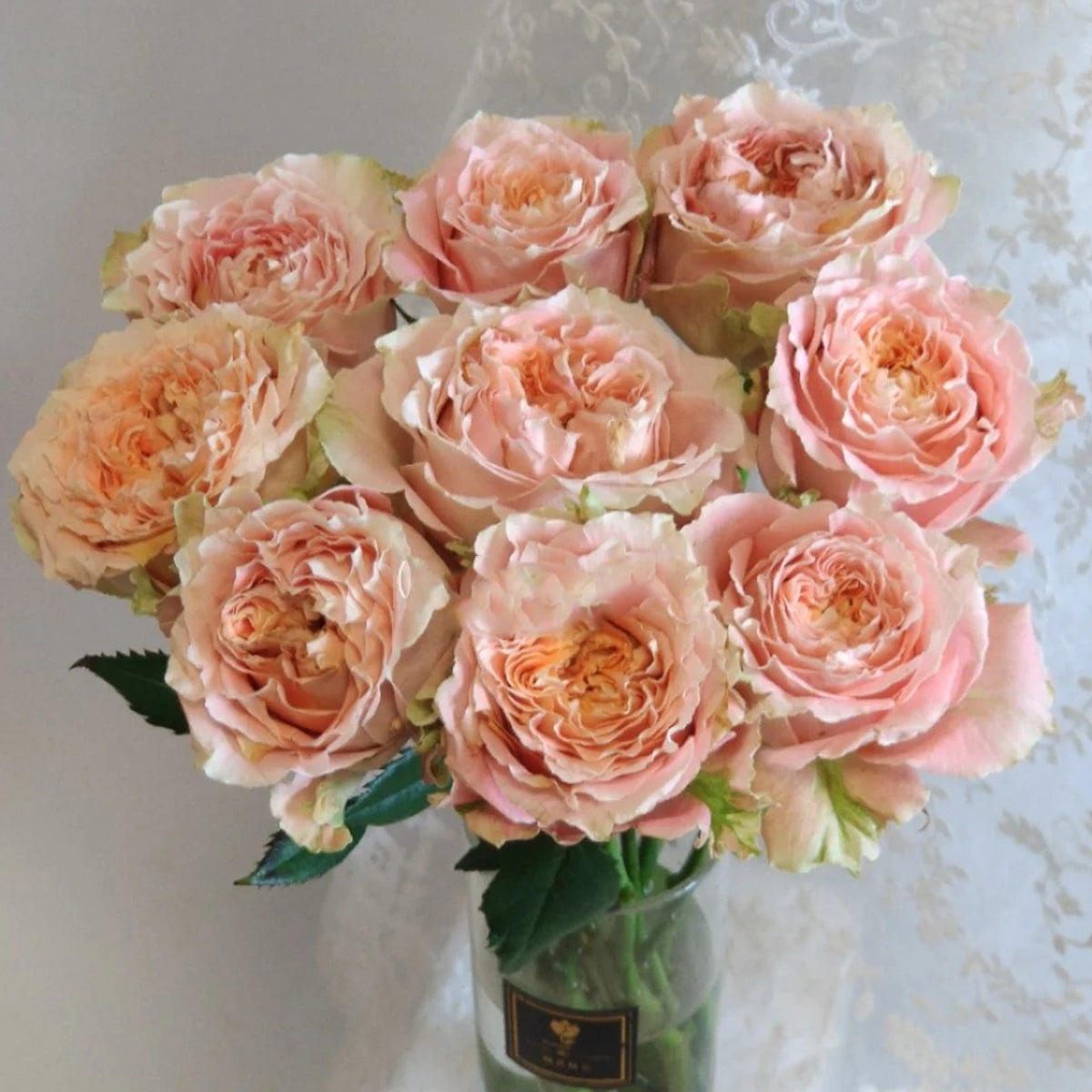 German Florist Shrub Rose Inspired by Country Spirit Louise