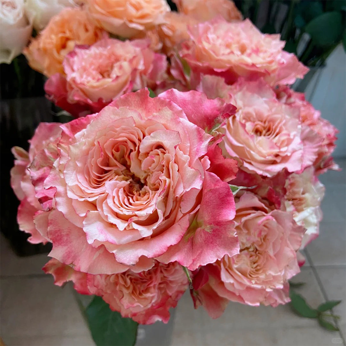 German Florist Shrub Rose Inspired by Country Spirit Louise
