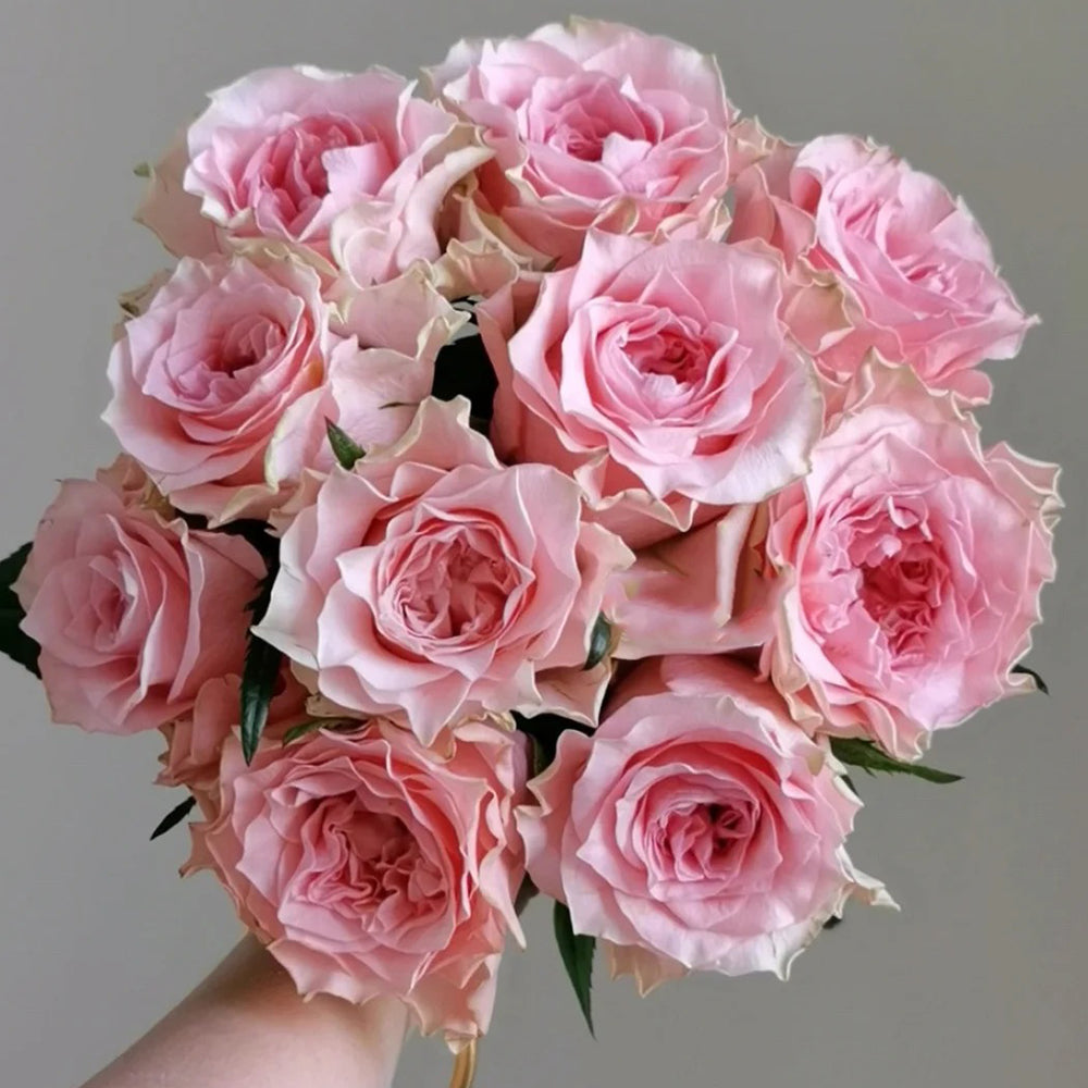 German Florist Hybrid Tea Rose Inspired by Country Spirit Romance