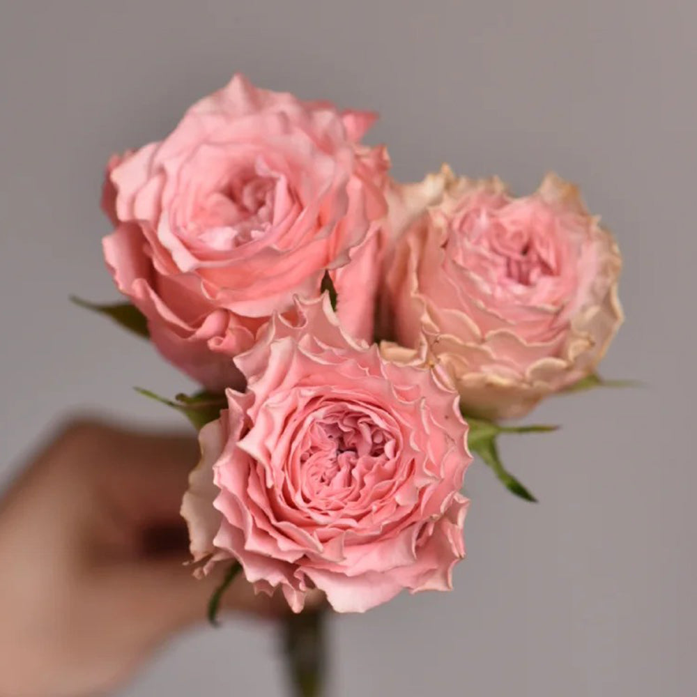 German Florist Hybrid Tea Rose Inspired by Country Spirit Romance