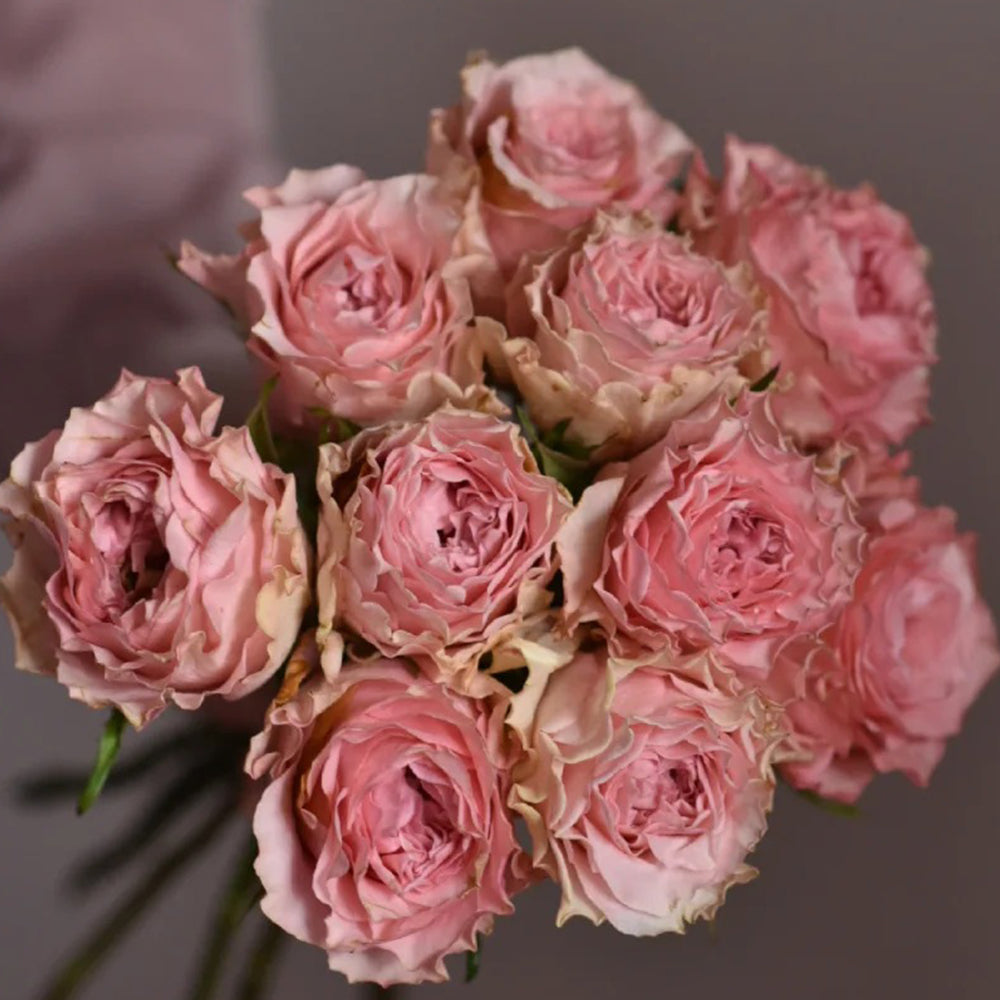 German Florist Hybrid Tea Rose Inspired by Country Spirit Romance