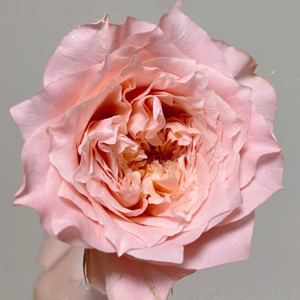 German Florist Hybrid Tea Rose Inspired by Country Spirit Romance