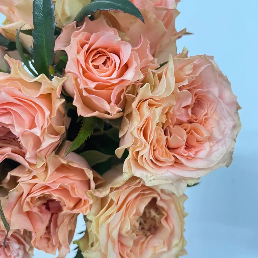 German Florist Hybrid Tea Rose Inspired by Country Spirit Romance