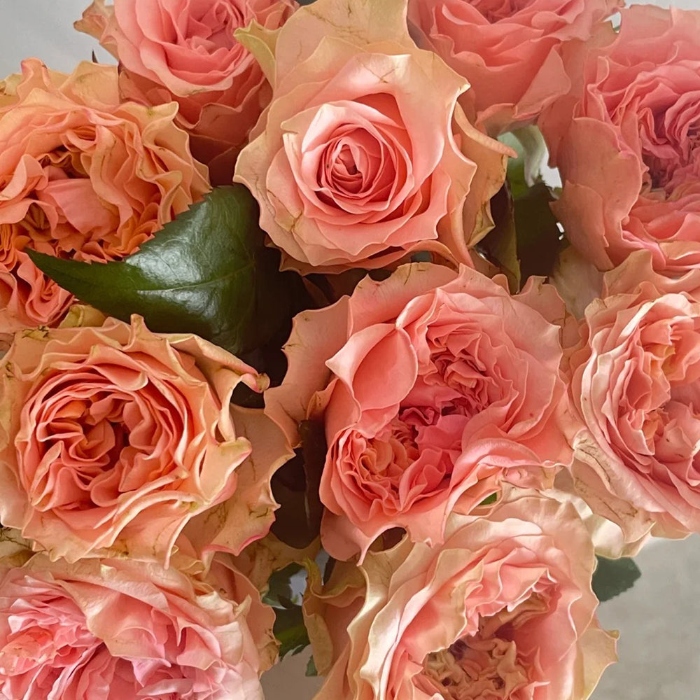 German Florist Hybrid Tea Rose Inspired by Country Spirit Romance