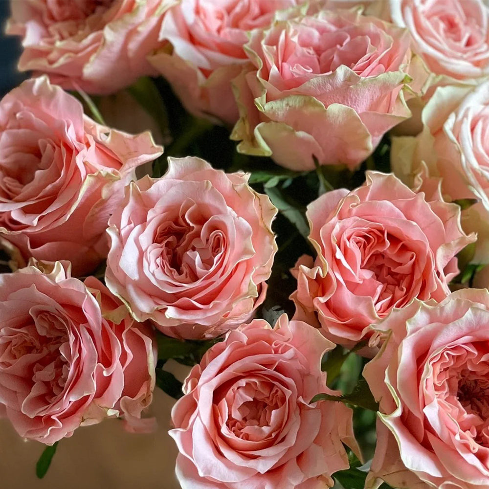 German Florist Hybrid Tea Rose Inspired by Country Spirit Romance