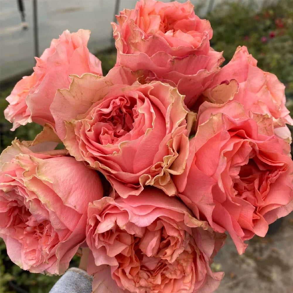 German Florist Hybrid Tea Rose Inspired by Country Spirit Romance