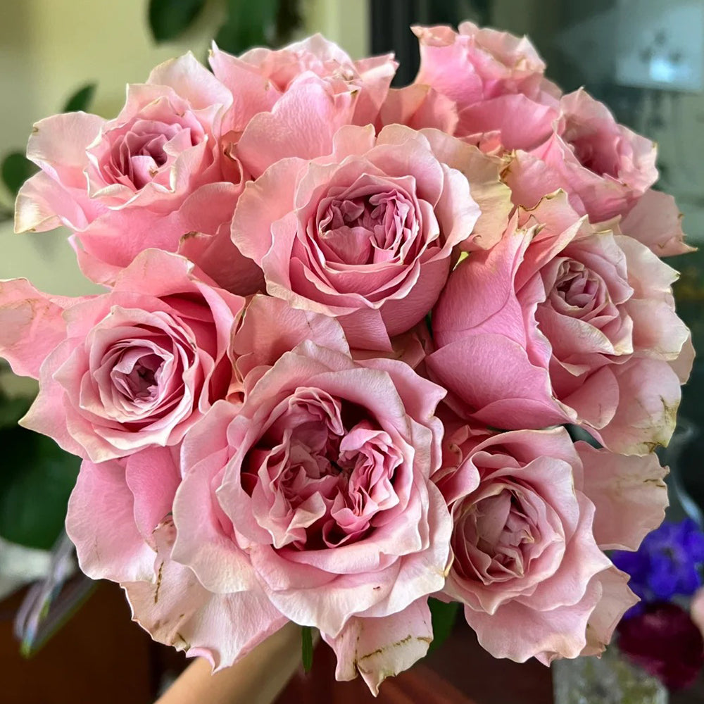 German Florist Hybrid Tea Rose Inspired by Country Spirit Romance