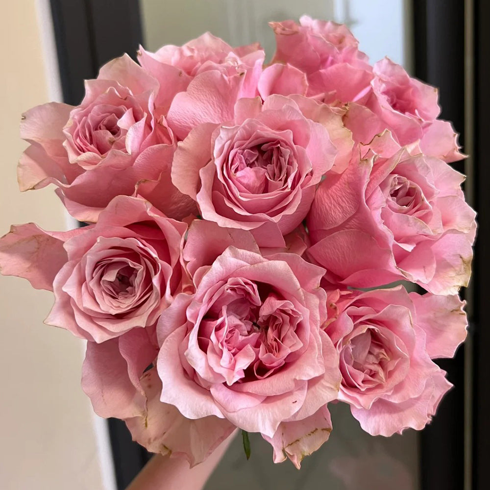 German Florist Hybrid Tea Rose Inspired by Country Spirit Romance