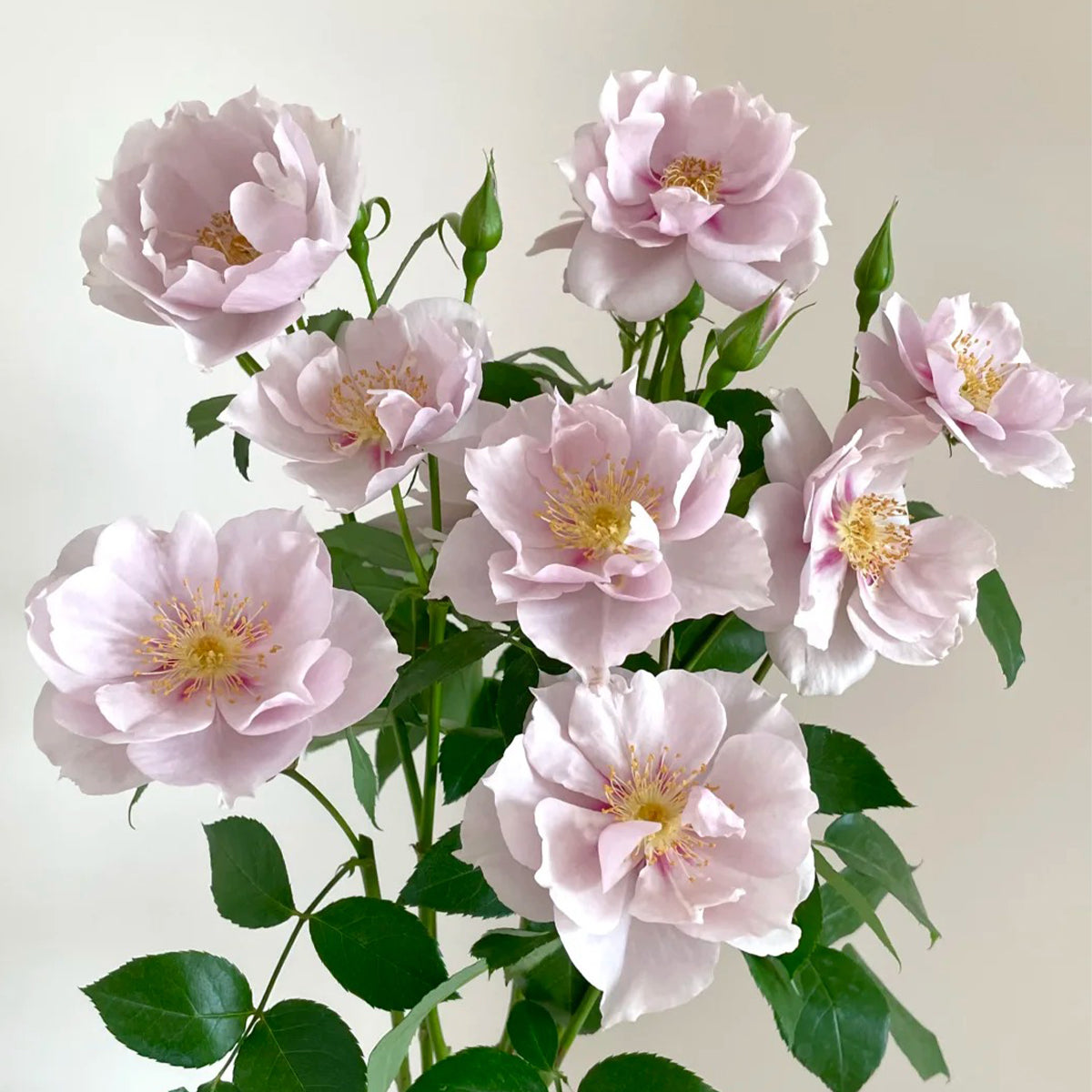 Coup de Coeur Japanese Garden Shrub Rose