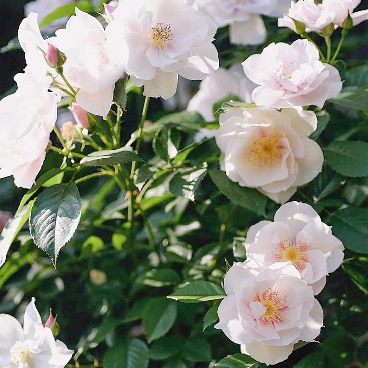 Coup de Coeur Japanese Garden Shrub Rose