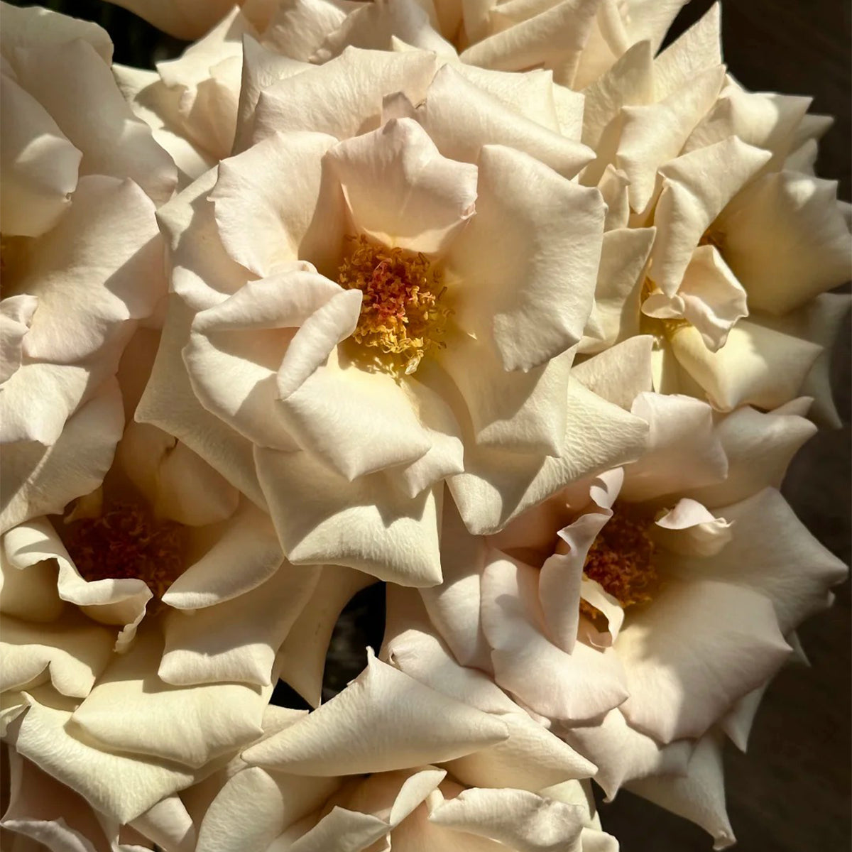 Courage Japanese Florist Shrub Rose