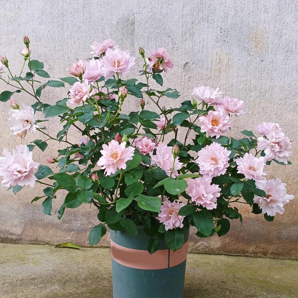 Couture Rose Tilia Japanese Garden Shrub Rose