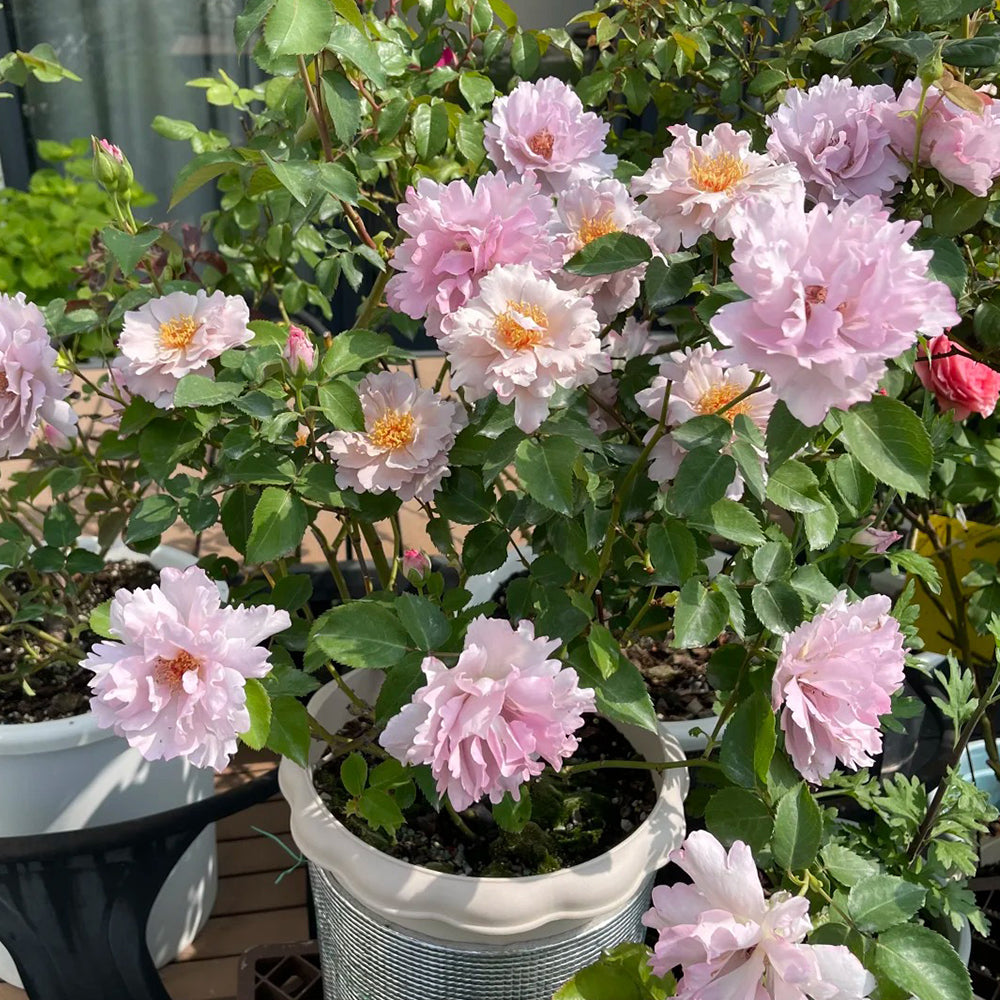 Couture Rose Tilia Japanese Garden Shrub Rose