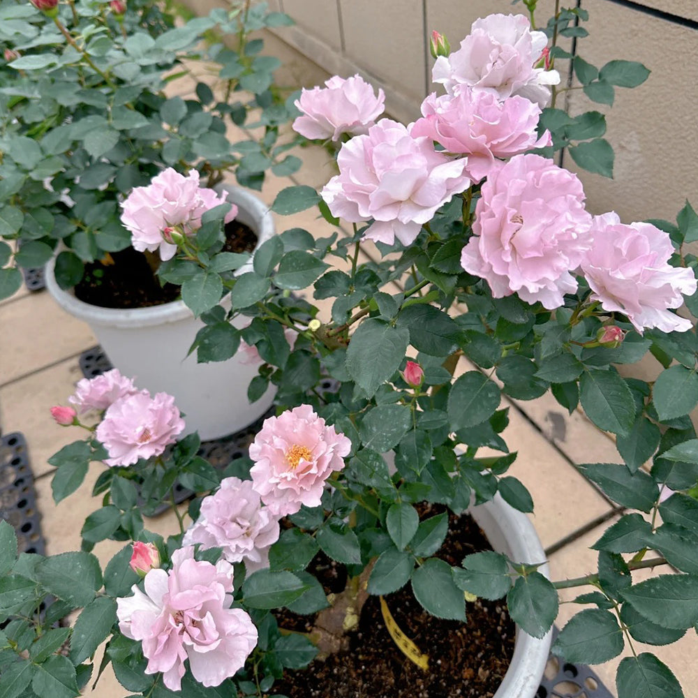 Couture Rose Tilia Japanese Garden Shrub Rose