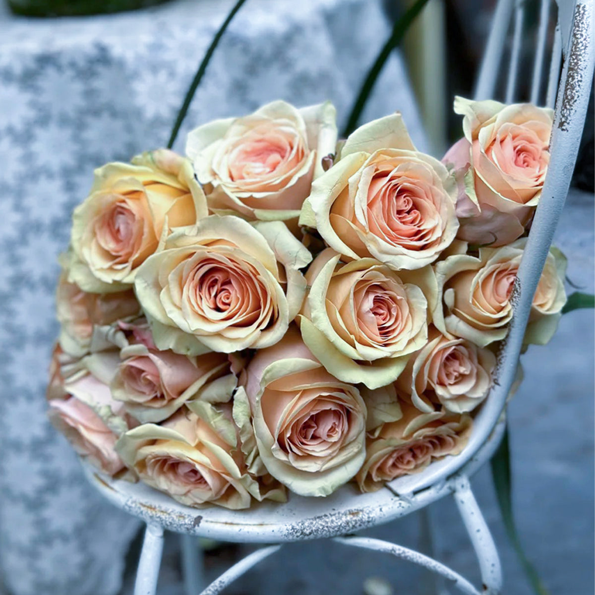 Creme Brulee Chinese Florist Shrub Rose