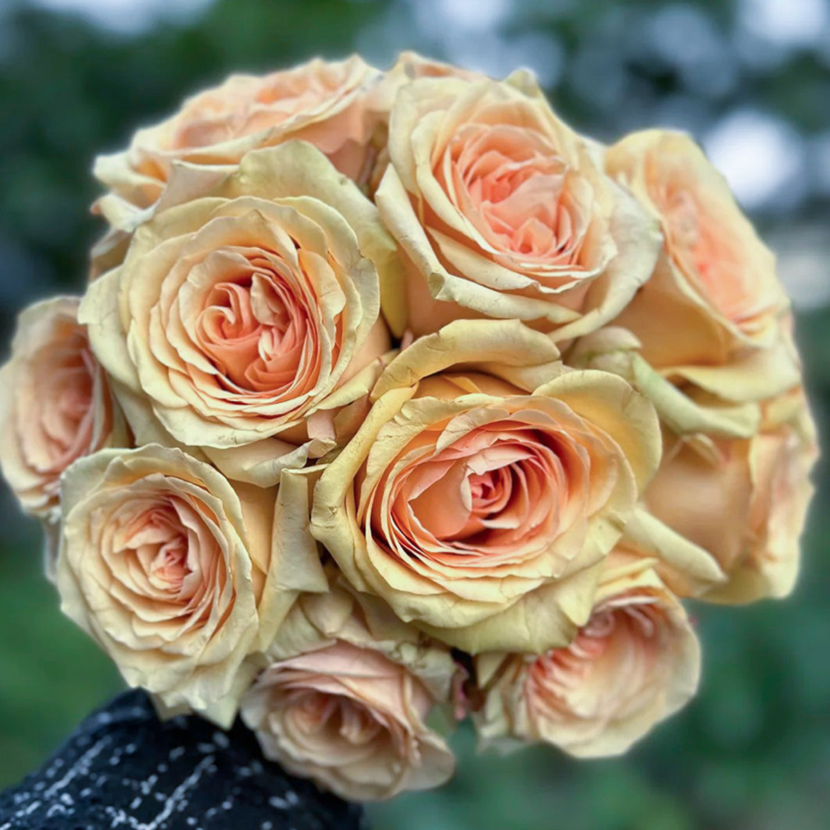 Creme Brulee Chinese Florist Shrub Rose